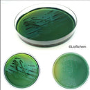 Hektoen Enteric Agar